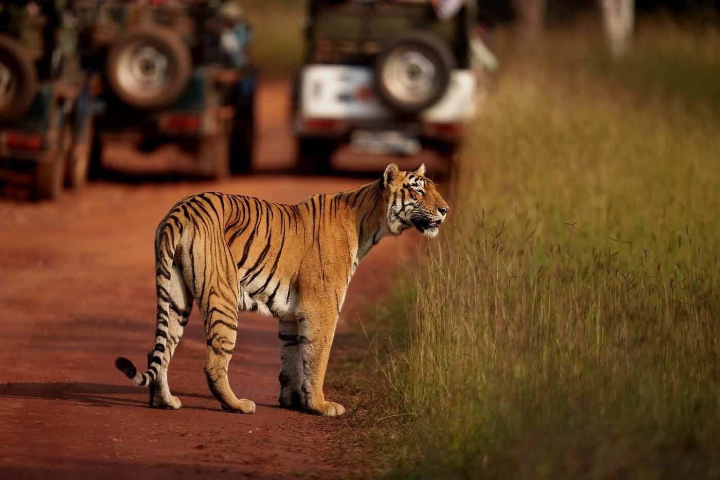 Swapnil Bhatnagar Photography- Nature and Wildlife