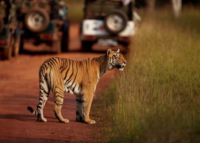 Swapnil Bhatnagar Photography- Nature and Wildlife