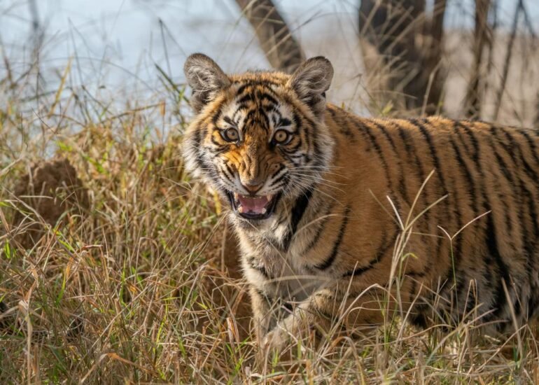 Bandhavgarh National Park by Swapnil Bhatnagar photography